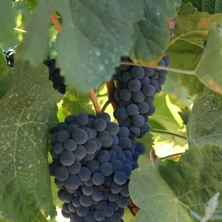 Апартаменты Quinta Das Aveleiras - With 3 In Douro, With Wonderful Mountain V...